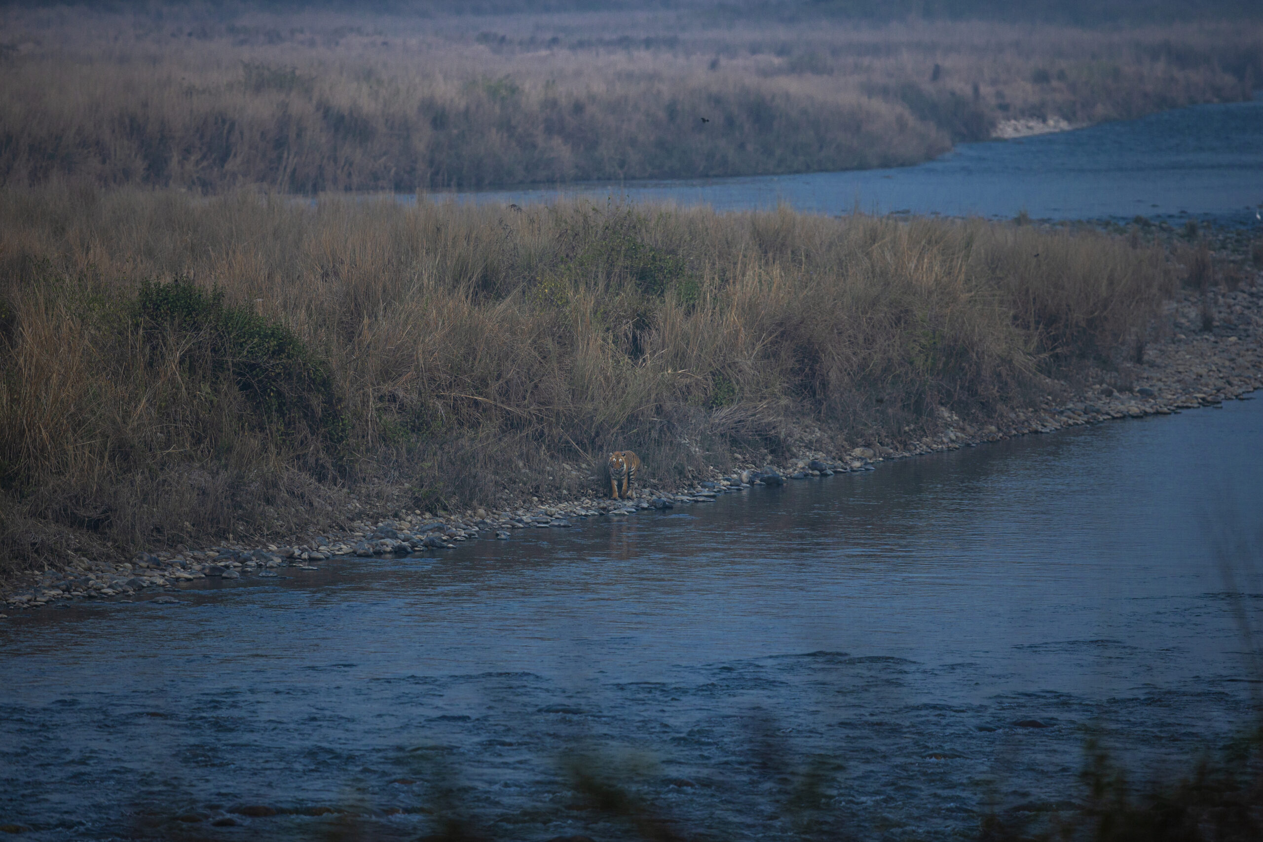 nagpur tiger safari