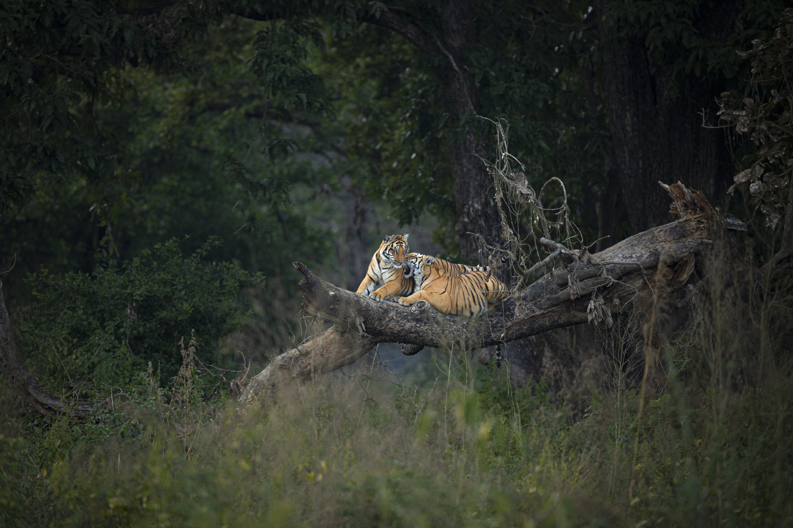 nagpur tiger safari