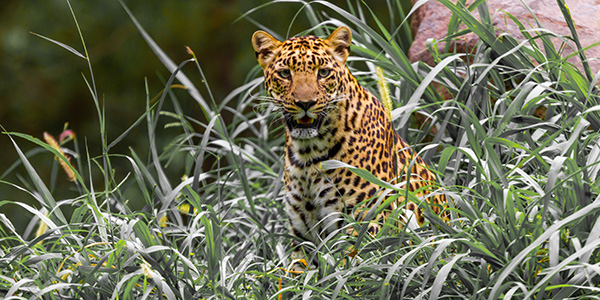 nagpur tiger safari