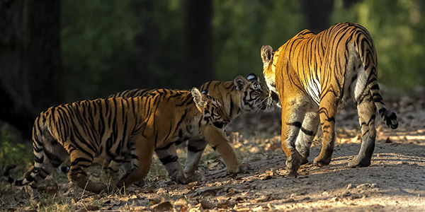 pench jungle safari maharashtra