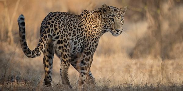 pench jungle safari maharashtra