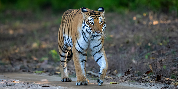 pench jungle safari maharashtra