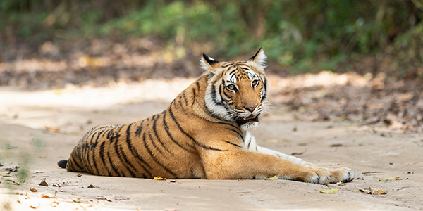 nagpur tiger safari