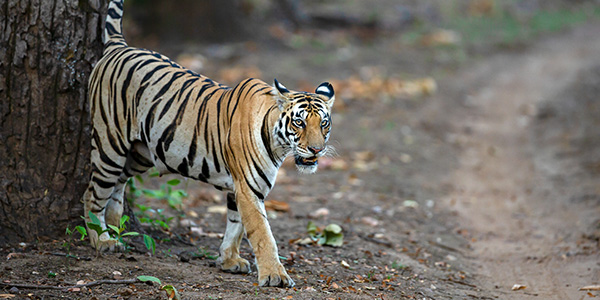 pench jungle safari maharashtra