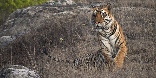 nagpur tiger safari