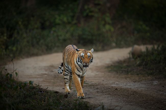 Tiger Safari