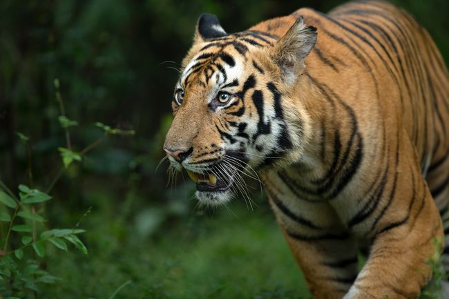 Tiger Safari darshan