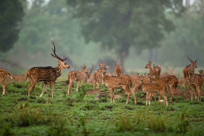 India Beauty