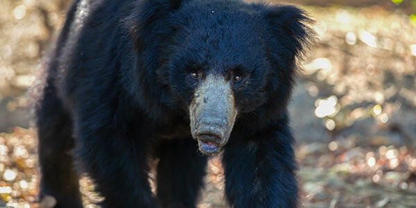 Sloth-Bear (1)