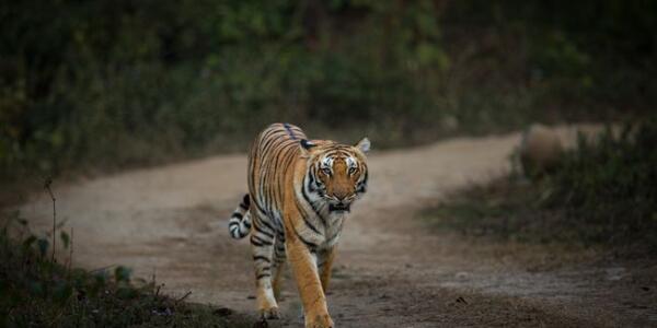 Tiger Safari