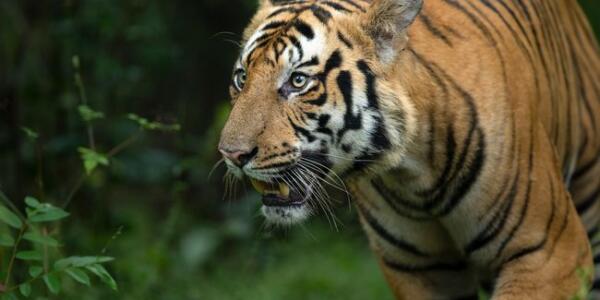 Tiger Safari darshan