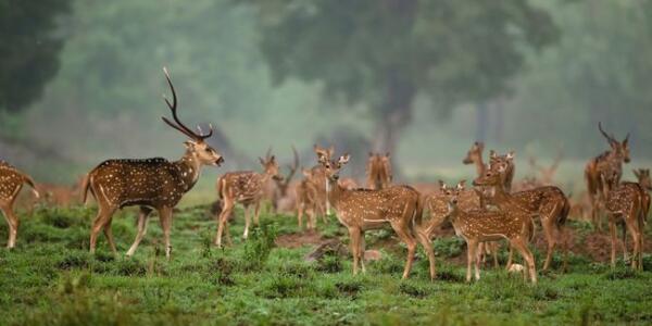 India Beauty